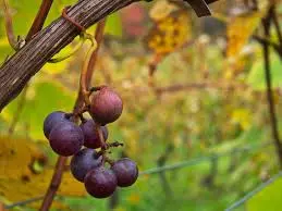 Wild Grapes: Book Discussion with Author Miriam Flock